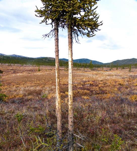 Moose antler scrape