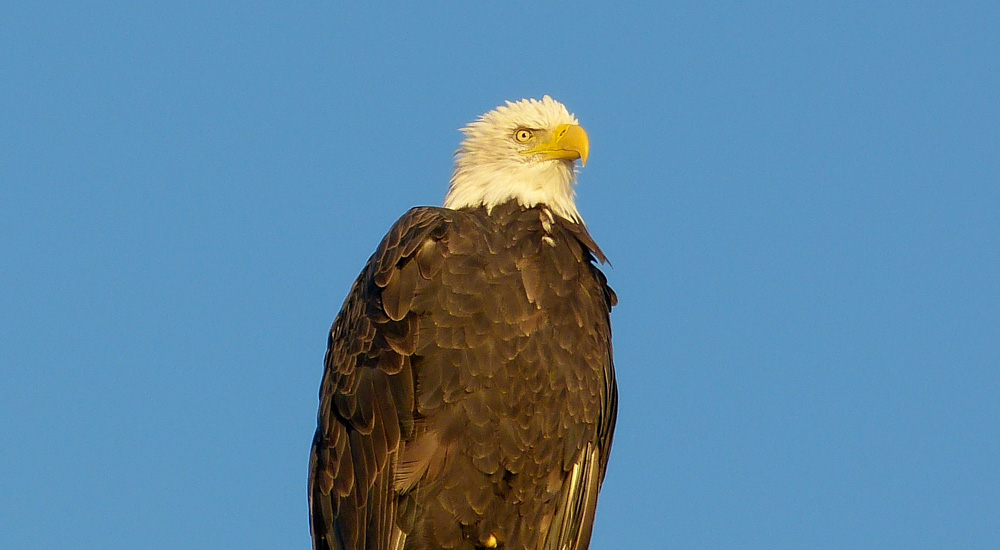 bald eagle on perch