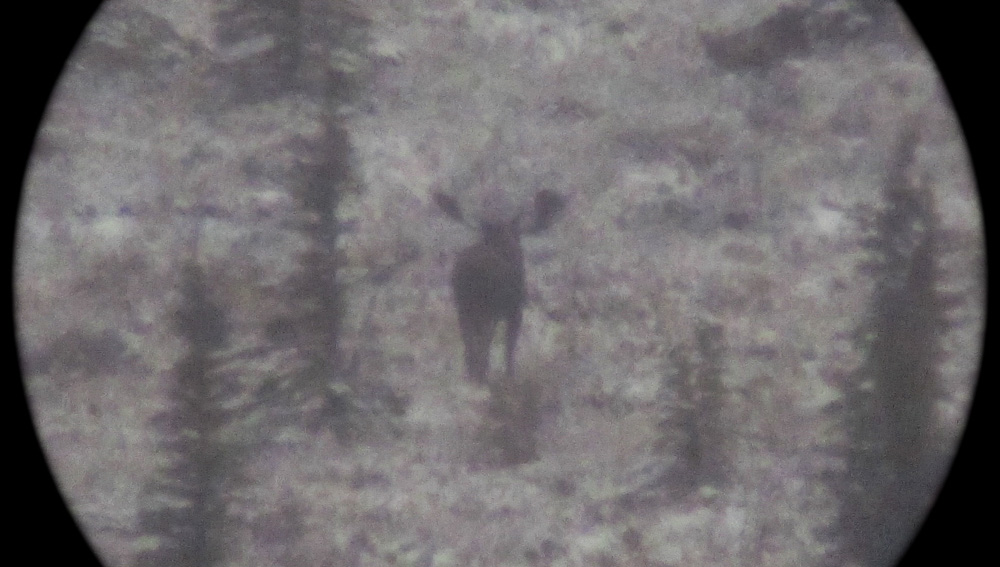 bull seen through scope