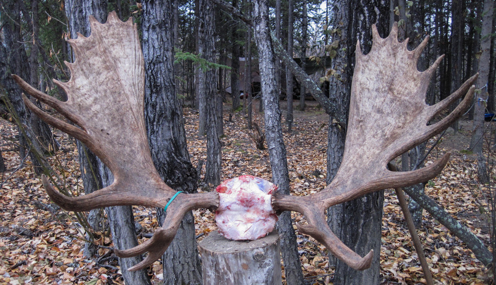 moose antlers