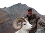 A-Dall-Sheep-Ram