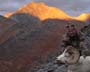 Dall-Sheep-Harvest