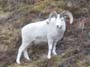 Dall-Sheep-Ram