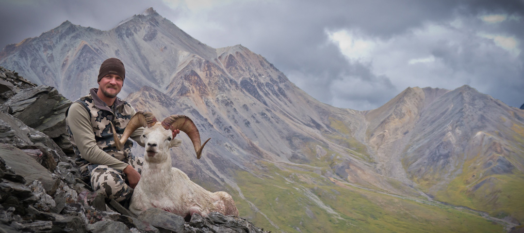 Chris's Dall Sheep Ram