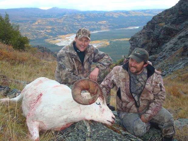 cory-smith-dall-sheep