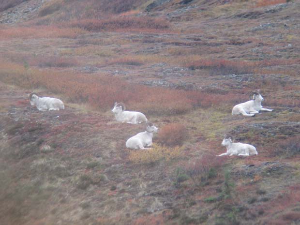 dall-sheep-rams