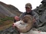 5-dall-sheep-harvest