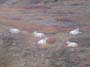 dall-sheep-rams