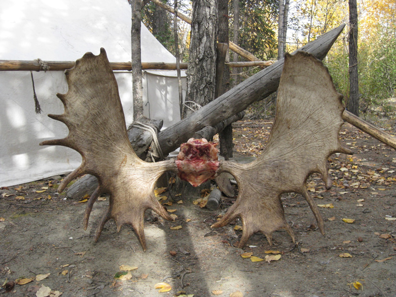 Moose antler leaning by a wall tent