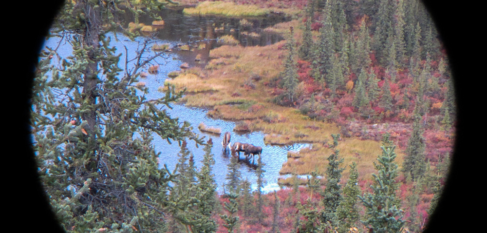 Moose in water