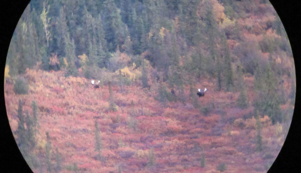 Bull Moose in Spotting Scope