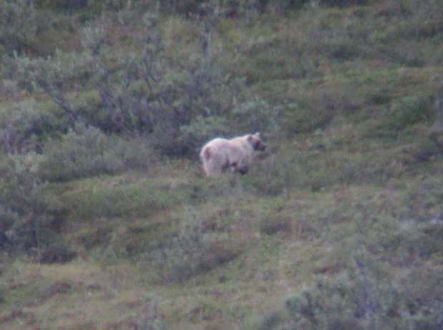 Alaska Range fall 2010 light bear