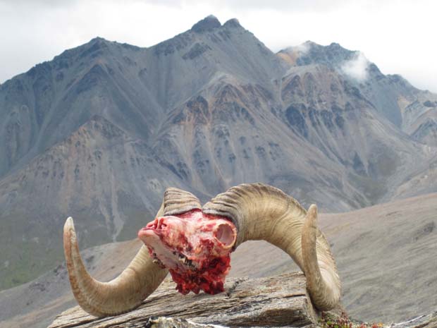 alaska-dall-sheep-horns