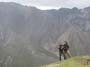 4-dall-sheep-hunting-alaska