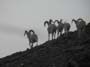 6-Dall-sheep-rams