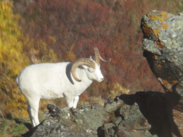 alaska-dall-sheep-ram