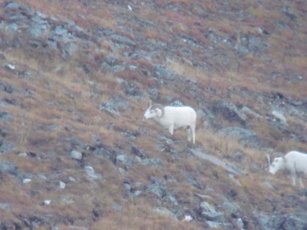 dall-sheep-ram