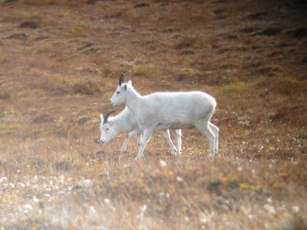 ewe-lamb-dall-sheep