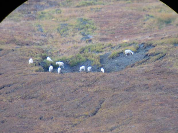 sheep-mineral-lick