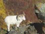 alaska-dall-sheep-ram