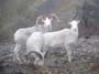 alaska-dall-sheep