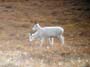 ewe-lamb-dall-sheep