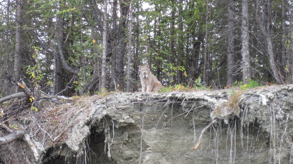 Lynx on River Bank