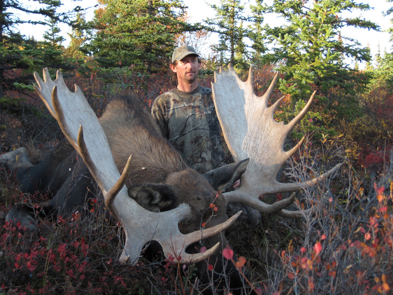 Matt' Trophy Bull Moose