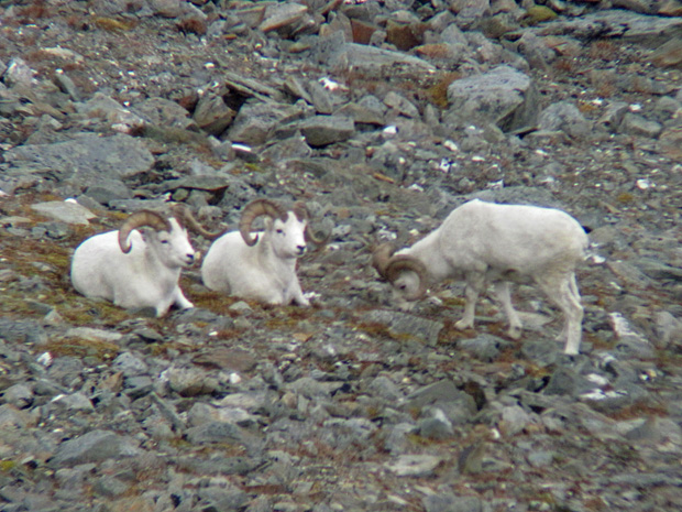 03_dall_sheep_rams