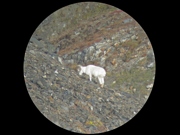 06_sheep_in_scope