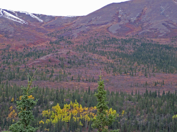 07_moose_habitat