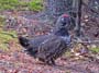 11_spruce_grouse