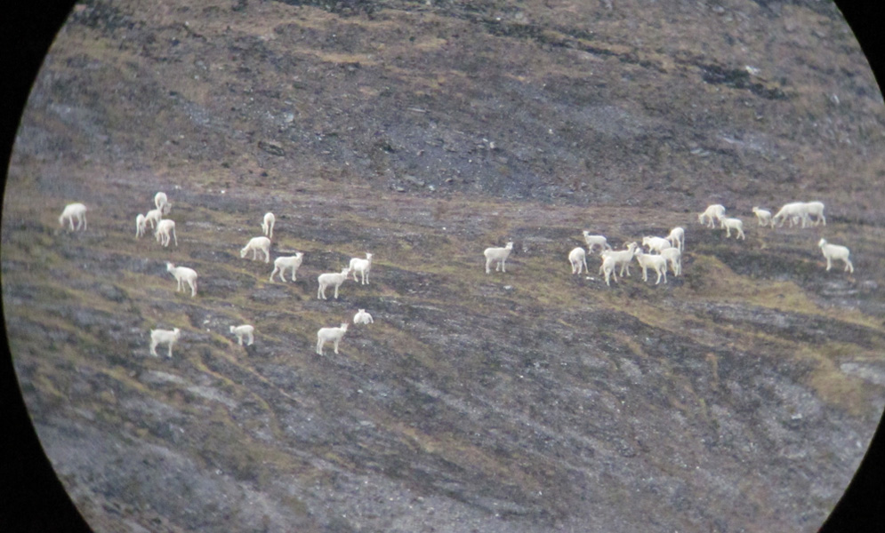 wild white sheep