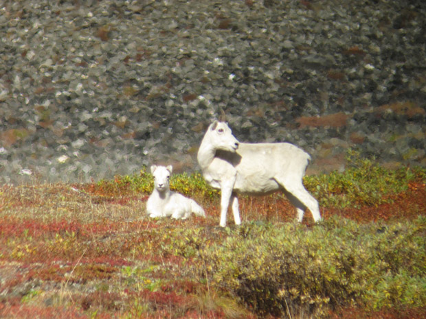 dall-sheep-ewe-and-lamb