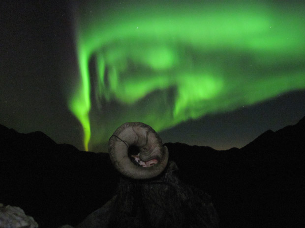 ram-horns-northern-lights