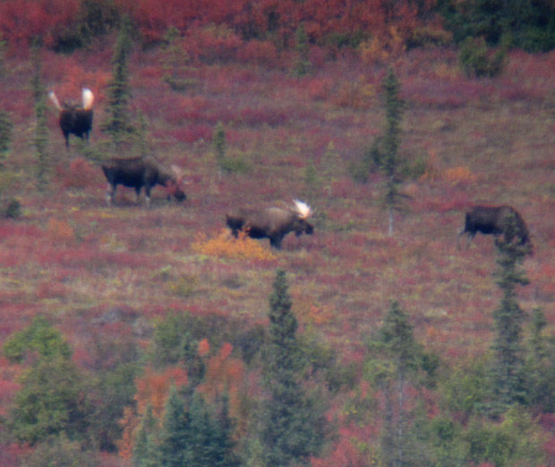 three-bull-moose