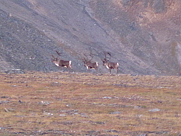 Caribou