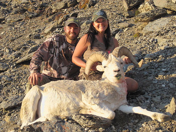 Dall-Sheep-Love