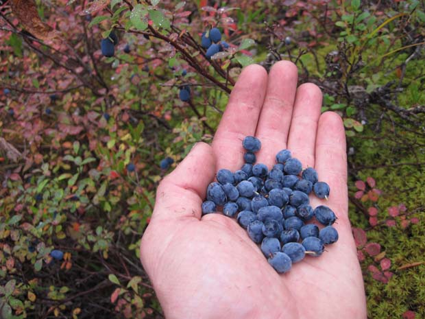 15-Alaskan-blue-berries