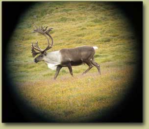 Alaskan caribou in hunting scope