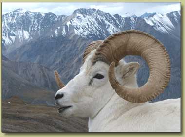 Dall Sheep