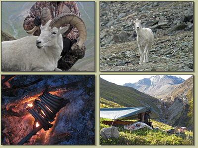 Dall's Sheep Hunting in Alaska