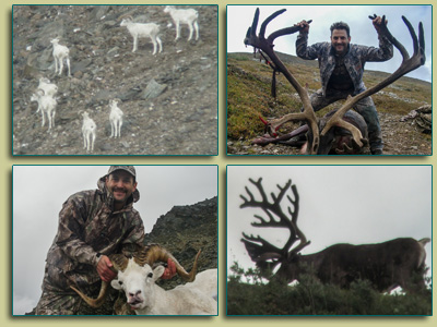 Caribou Sheep Combo Hunt