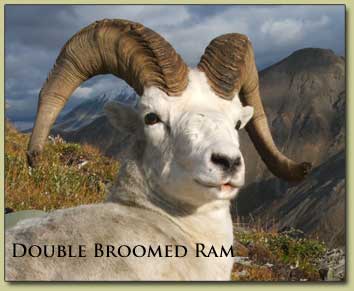 double broomed dall sheep legal ram