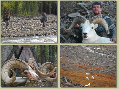 Dall's Sheep Hunting in Alaska