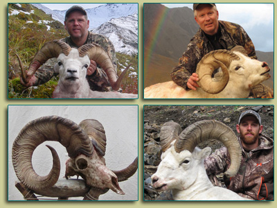 Recent Sheep Hunting Pictures