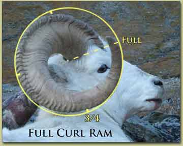 Full curl legal ram