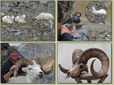 Mike Gedde's sheep hunt photos